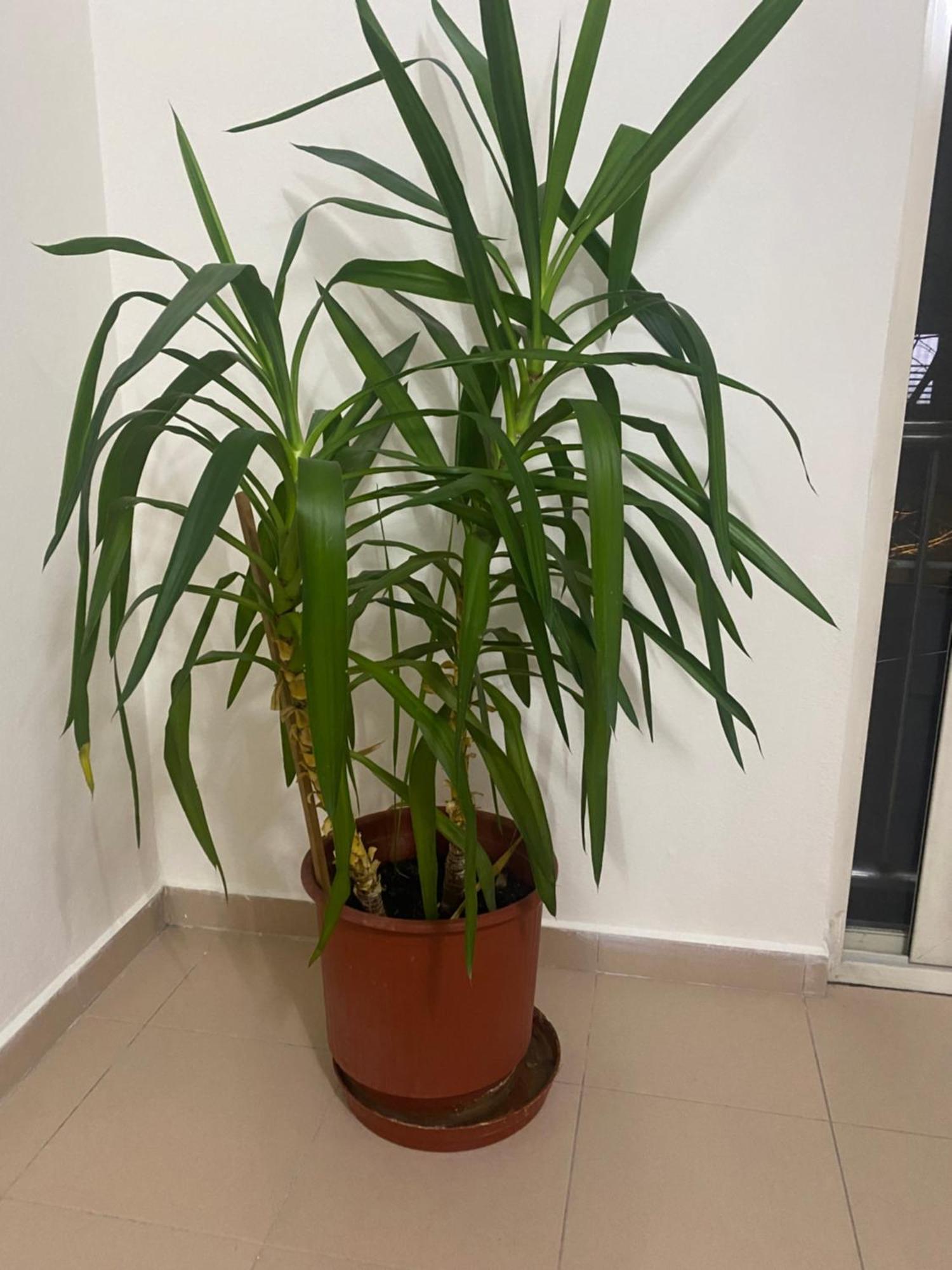 Chlo Apartment 4 Tirane Екстер'єр фото